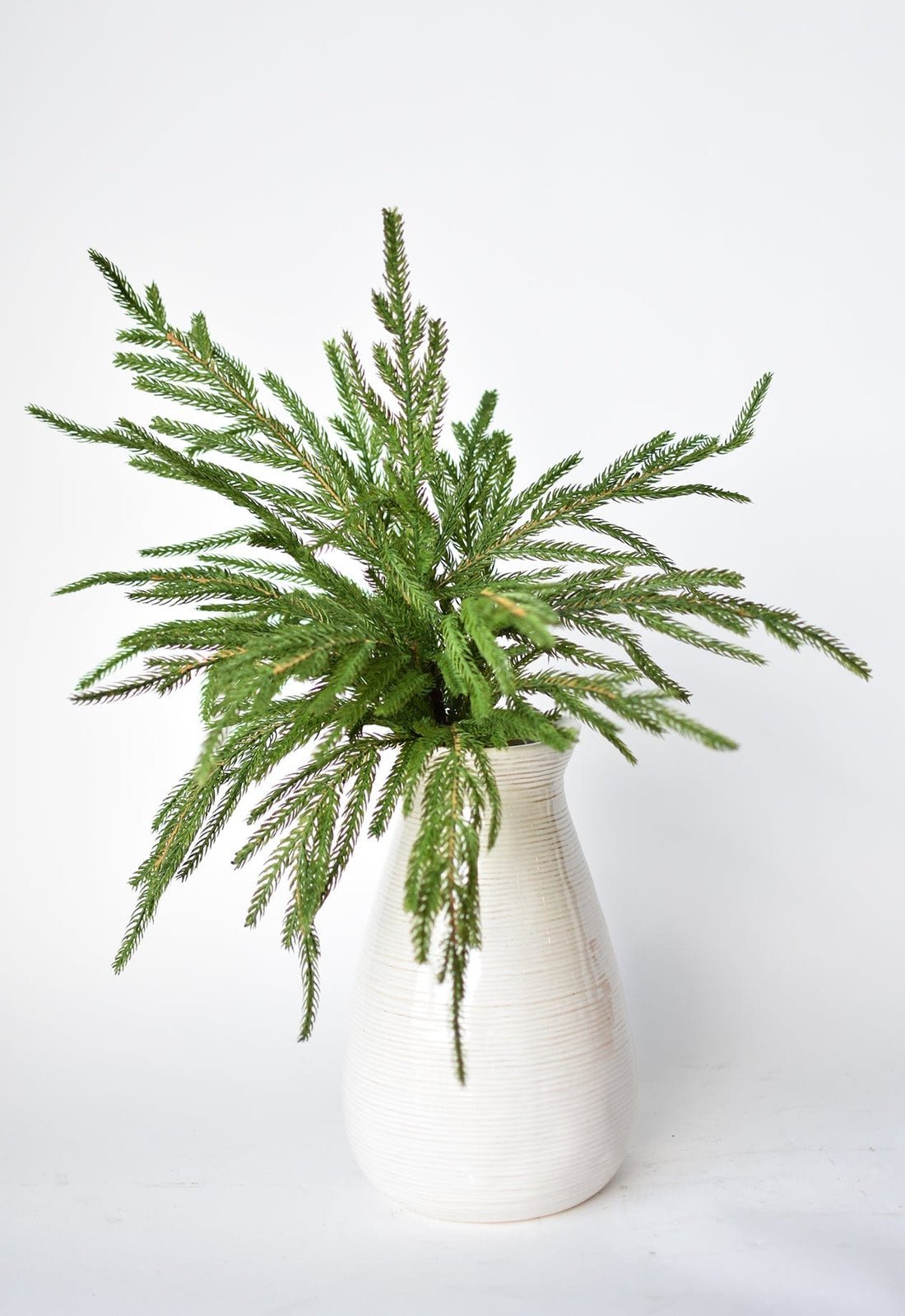 🎄Beautiful Christmas Special 49% 🎄Norfolk Pine Branch