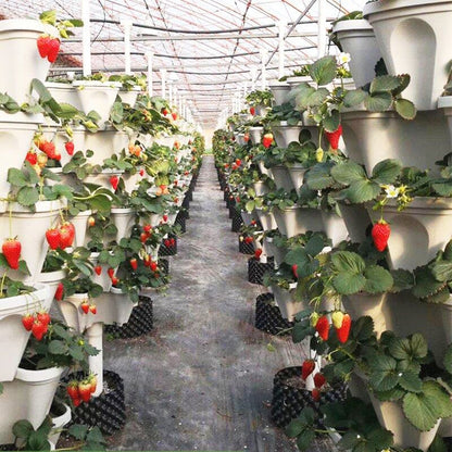 Plant Festival Special - Stand stable plantninger jordbær plantepotter
